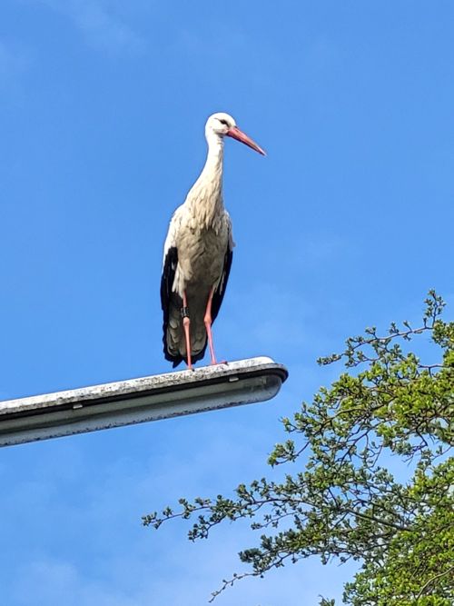 Storch auf einer Straßenlaterne im Quellenweg (2026) Storch auf einer Straßenlaterne im Quellenweg (2026)
