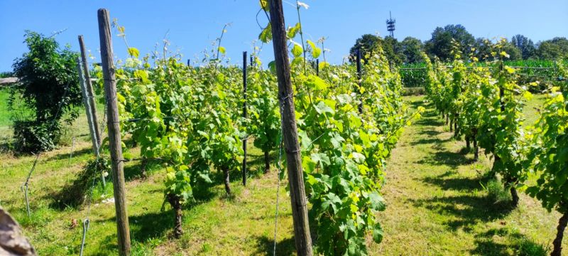 Der Neudorfer Weinberg im Sommer 2024 Der Neudorfer Weinberg im Sommer 2024