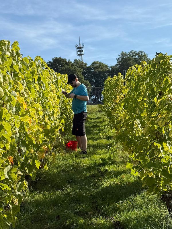Helfer bei der Weinlese Helfer bei der Weinlese