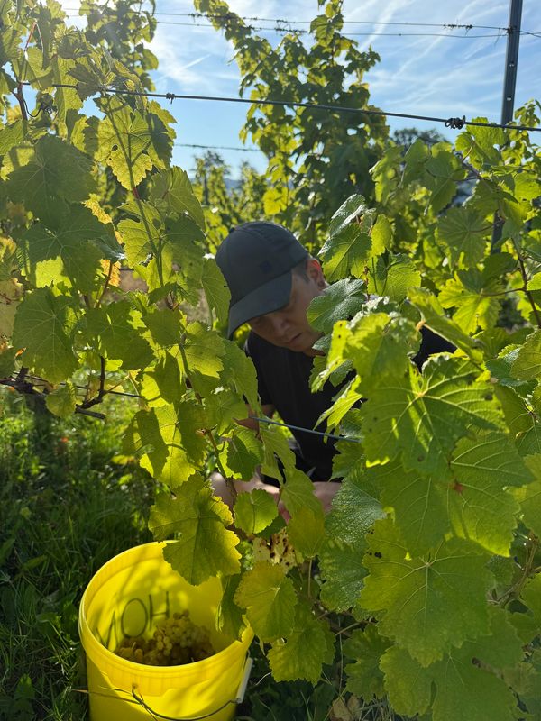 Helfer bei der Weinlese Helfer bei der Weinlese