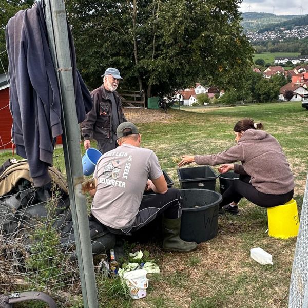 Beim Entfernen der faulen Beeren Beim Entfernen der faulen Beeren
